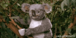Humor -  Fun Tiere Koala 01 