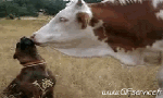 Humor -  Fun Animals Cows 01 
