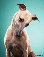 Humour - Fun Morphing - Ressemblance tel animal tel maître Série 01 