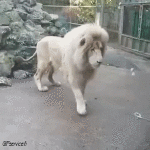 Humor -  Fun Animals Lions 01 