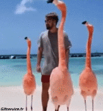 Humor -  Fun Tiere Geflügel Flamingo 