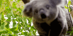 Umorismo -  Fun Animali Koala 01 