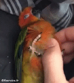 Humor -  Fun Tiere Geflügel Peruche Papagei 