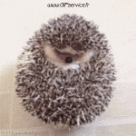 Humor -  Fun Animals Hedgehogs 01 