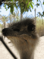 Humor -  Fun Animals Ostriches 01 