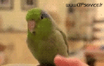 Humor -  Fun Tiere Geflügel Peruche Papagei 