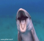 Humor -  Fun Animals Dolphins 01 