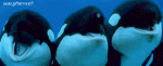 Humor - Fun Animales Orcas 01 