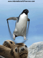 Humor -  Fun Tiere Pinguine 01 
