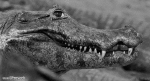 Humour - Fun Animaux Crocodiles - Caïman Serie 01 