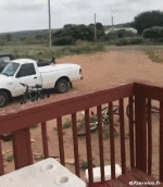 Umorismo -  Fun Animali Uccelli Galli - Galline 