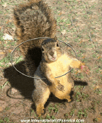 Humor -  Fun Animals Squirrels 01 