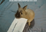 Humor -  Fun Tiere Kaninchen 01 