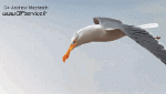 Humor -  Fun Animals Birds Seagulls 