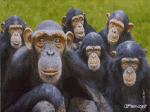 Humor -  Fun Animals Monkeys 01 
