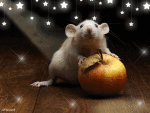 Humor -  Fun Animals Mouse 01 