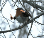 Humor -  Fun Animals Birds Sparrows 