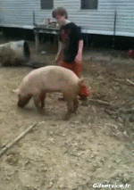 Humor -  Fun Tiere Schweine - Wildschweine Serie 02 
