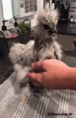 Humour - Fun Animaux Oiseaux Coqs - Poules 