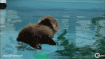 Humor -  Fun Animals Otters 01 