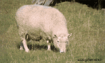 Humor -  Fun Animals Sheep 01 