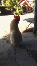 Humor -  Fun Tiere Geflügel Hähne - Hühner 