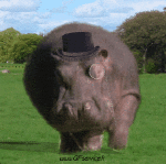 Humor -  Fun Animals Hippopotamus 01 