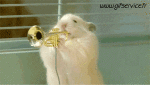 Humor -  Fun Animals Hamster 01 
