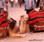 Humor -  Fun Animals Camels 01 