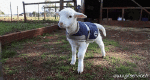 Humor -  Fun Animals Sheep 01 