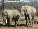 Humor -  Fun Animals Elephants 01 