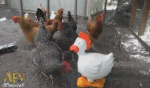 Humour - Fun Animaux Oiseaux Coqs - Poules 
