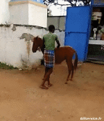 Humor -  Fun Animals Horses Serie 02 