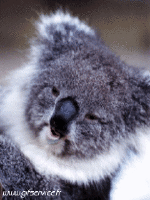 Humor -  Fun Animals Koala 01 