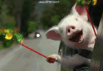Humor -  Fun Tiere Schweine - Wildschweine 01 
