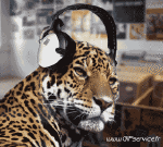 Humor -  Fun Animals Panthers 01 