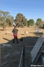 Humor -  Fun Animals Birds Roosters - Hens 