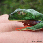 Humor -  Fun Animals Frogs 01 