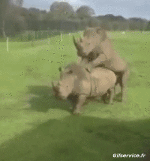 Humor - Fun Animales Rinoceronte 01 