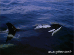 Humor -  Fun Animals Killer whales 01 