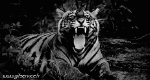 Humor - Fun Animales Tigres 01 