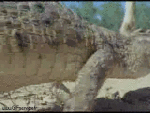 Humor -  Fun Tiere Krokodile - Kaiman 01 