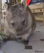 Umorismo -  Fun Animali Wombat 01 