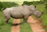 Humour - Fun Animaux Rhinocéros 01 