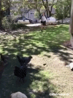 Humor - Fun Animales Pájaros Gallos - Gallinas 