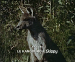Multimedia Series de televisión internacionales Skippy 