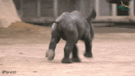 Humor -  Fun Animals Rhinoceros 01 