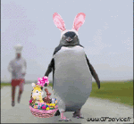 Humor -  Fun Animals Penguins 01 
