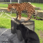 Humor -  Fun Tiere Panther 01 
