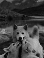 Humor -  Fun Animals Wolf 01 
